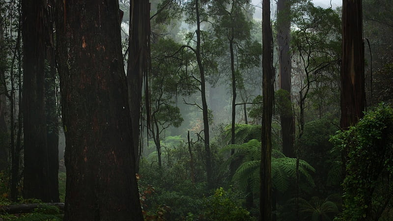 mist in a dense forest, forest, dense, ferns, trunks, mist, HD wallpaper