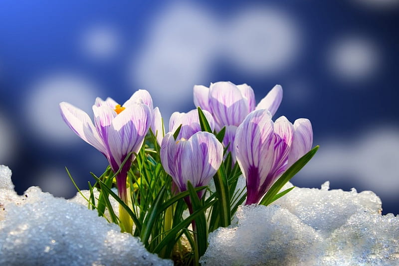 Frosty Crocus Crocus Purple Snow Spring Frost Hd Wallpaper Peakpx