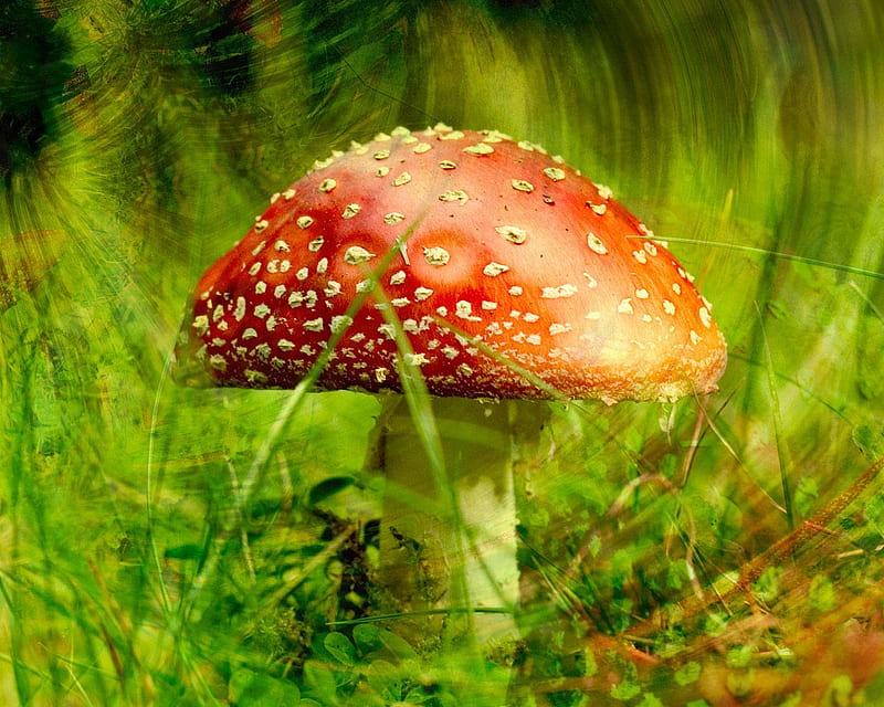 Polka Mushrooms / Fliegenpilz / Fly Agaric, polka mushroom, red cap, mushroom, fly agaric, polka, poisonous, flower, polka mushrooms, mushrooms, deadly, venomous, HD wallpaper