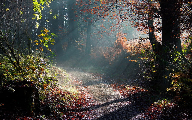 Forest Sunny Way, path, sunny, way, forrest, HD wallpaper