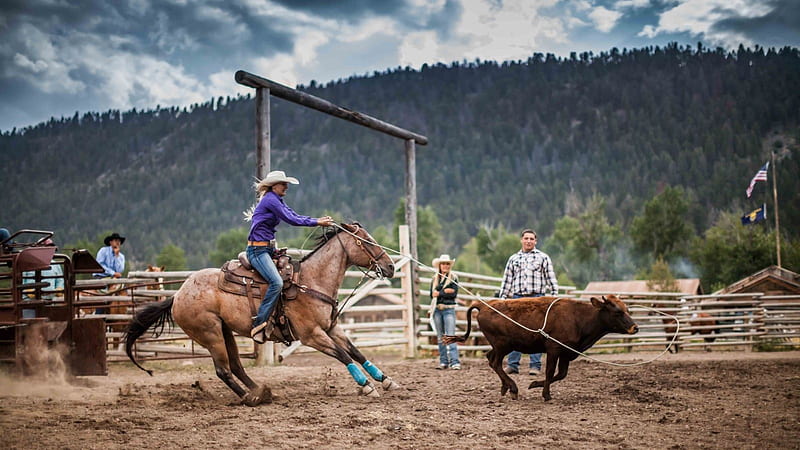 1200 Team Roping Stock Photos Pictures  RoyaltyFree Images  iStock   Rodeo team roping