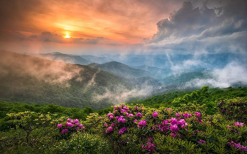 Appalachian Allure, flowers, Appalachians, mist, mountains, sun, HD wallpaper