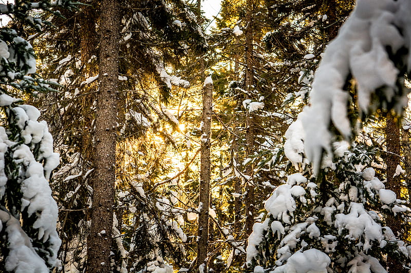 pines, trees, snow, forest, sunlight, winter, HD wallpaper