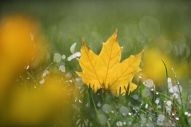 Grass, Leaf, Fall, , Bokeh, Maple Leaf, HD wallpaper | Peakpx