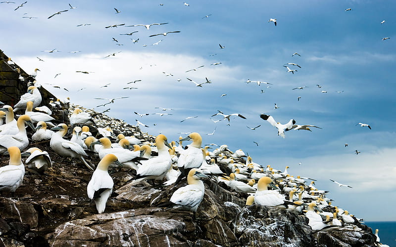Colony of Gulls, rocks, litters, birds, colony, gulls, sea, HD wallpaper