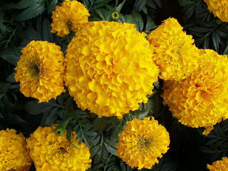 Gold-Marigolds, yellow, flowers, nature, marigold, HD wallpaper