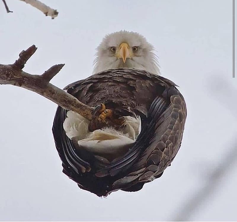 Watching You, , watching, bird, eagle, HD wallpaper