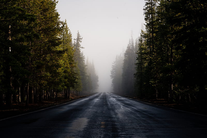 road, fog, forest, trees, asphalt, HD wallpaper