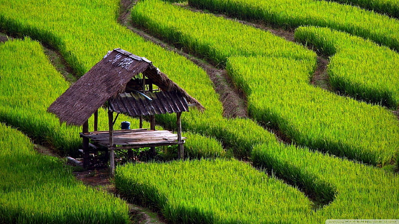 Rice field landscape, Rice, japan, Field, Green, HD wallpaper