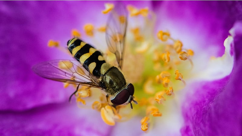 Flower Stamens On Bee, HD wallpaper