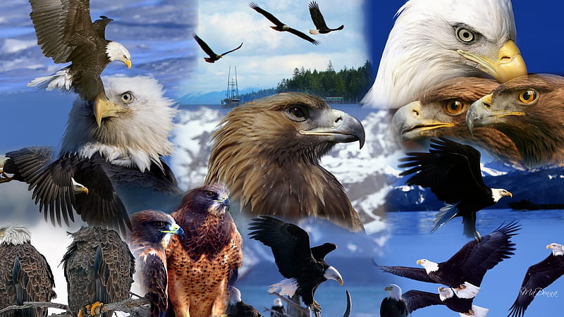 Eagles Collage, eagles, , usa, patriotic, golden, birds, firefox persona, america, HD wallpaper