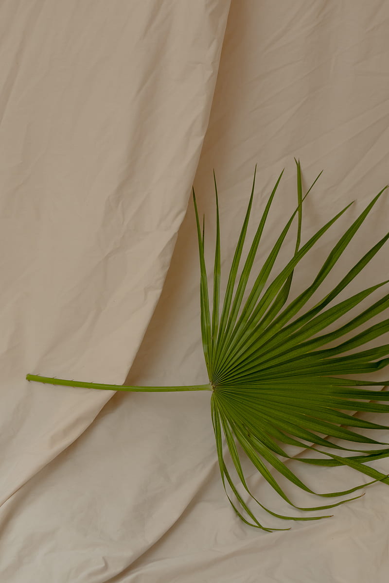Green Plant on White Textile, HD phone wallpaper
