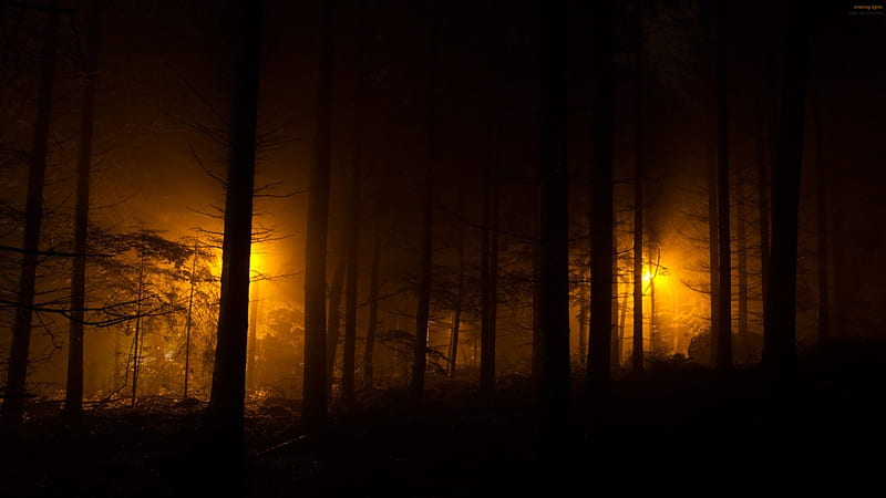Evening Lights - Robin de Blanche, forest, 3D, graphics, nature, trees, lights, HD wallpaper