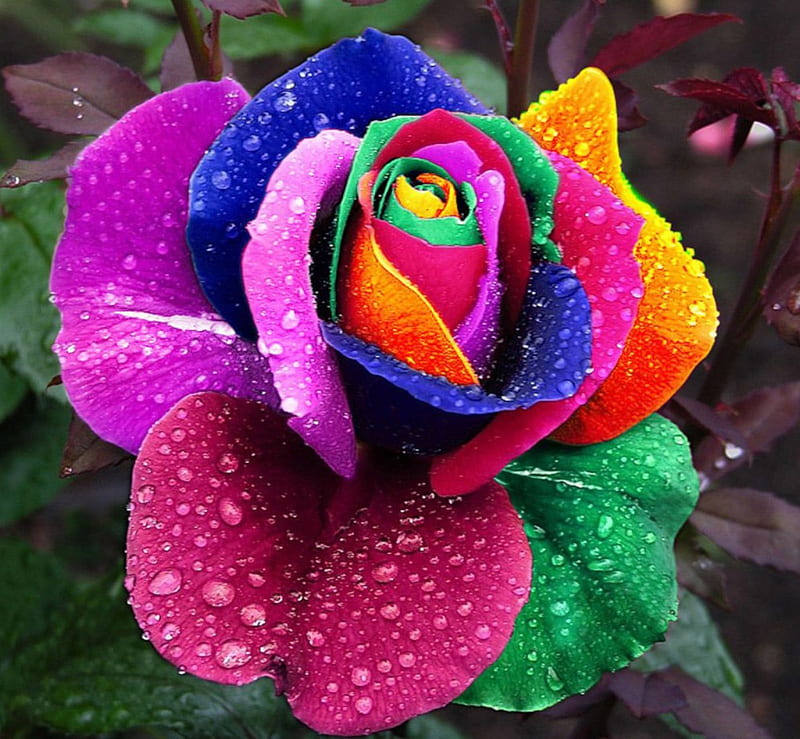 Multicolored Rose, graphy, rose, multicolored, dew, drops, petals, HD ...