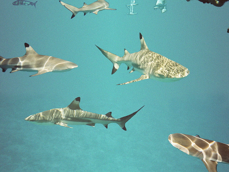 Shark Pack, moorea, dappled, reef, black tipped, snorkel, HD wallpaper