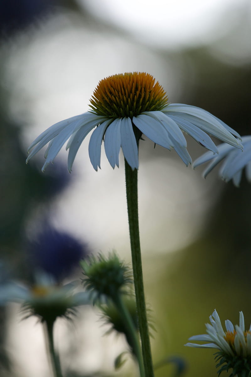 echinacea, flower, blur, petals, macro, HD phone wallpaper