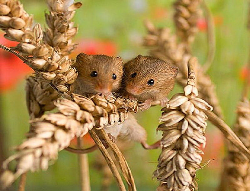 Field mice, pair, field, wheat, mice, HD wallpaper