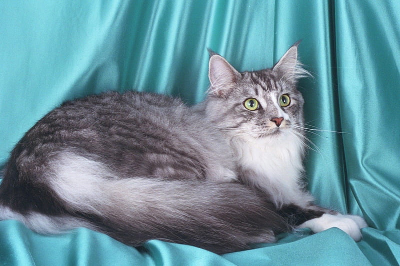 Maine Coon, cat, silver, tabby, HD wallpaper