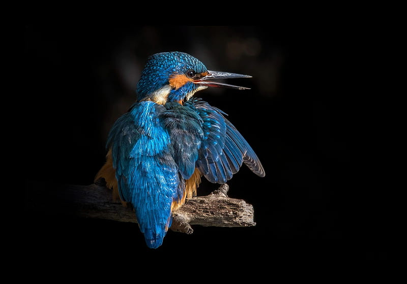 Kingfisher, background, beauty, bird, birds, blue, dark, HD wallpaper