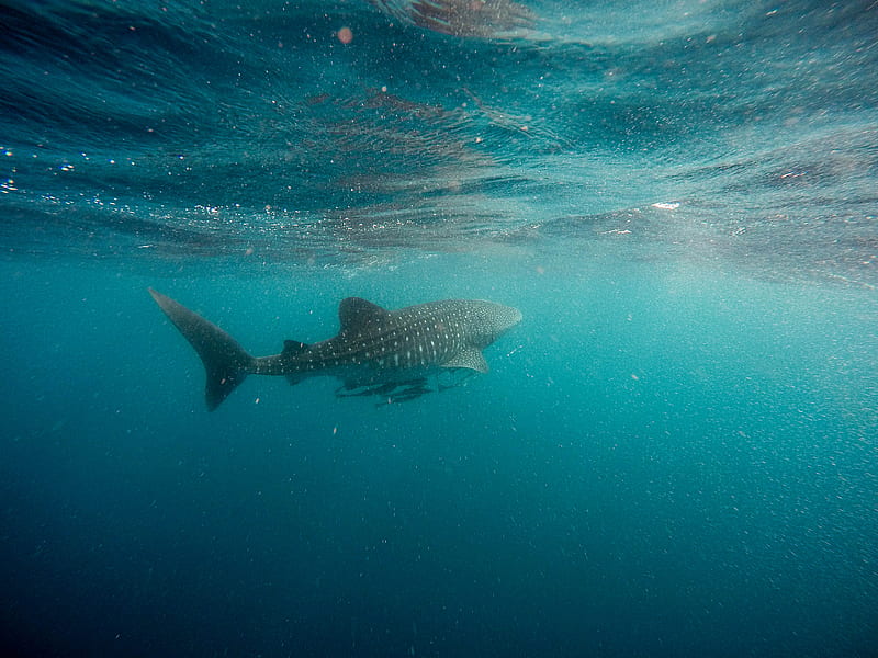 whale shark swimming underwater, HD wallpaper