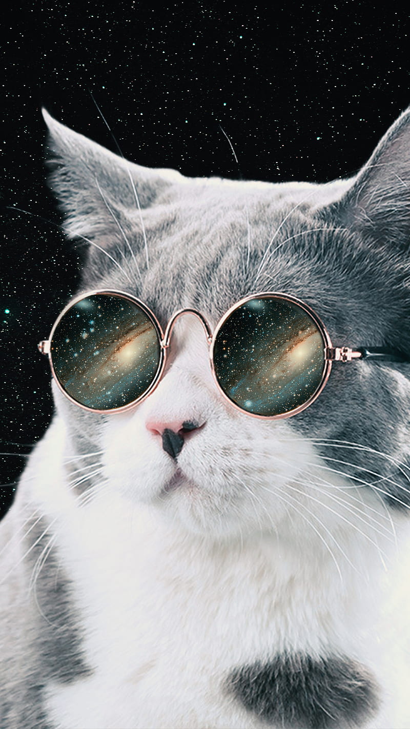 Gato espacial, gato con gafas de sol, cósmico, galaxia, gatito, Fondo de  pantalla de teléfono HD | Peakpx