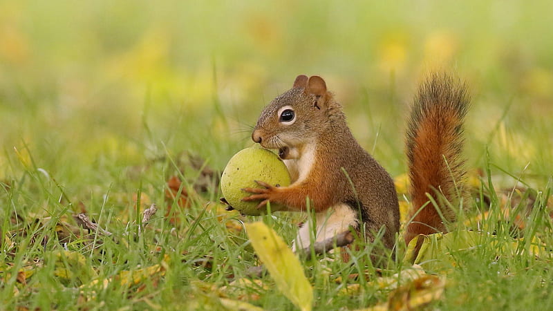 Fox Squirrel Is Standing On Grass Field With Leaves Squirrel, HD wallpaper