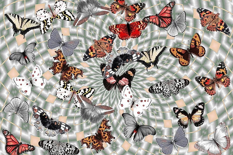 Muted Butterfly Collage, fantasy, butterfly, gray, collage, butterflies, silver, HD wallpaper