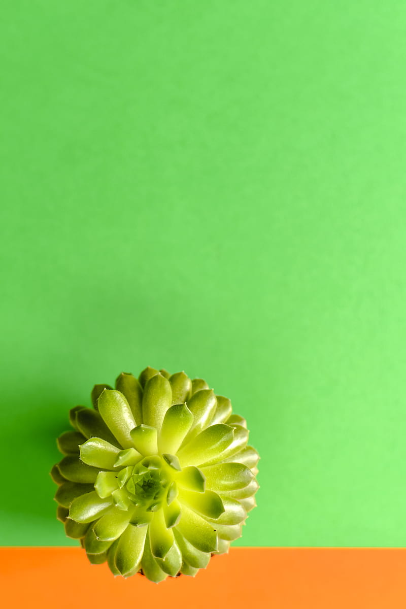 Green Flower on Pink Surface, HD phone wallpaper