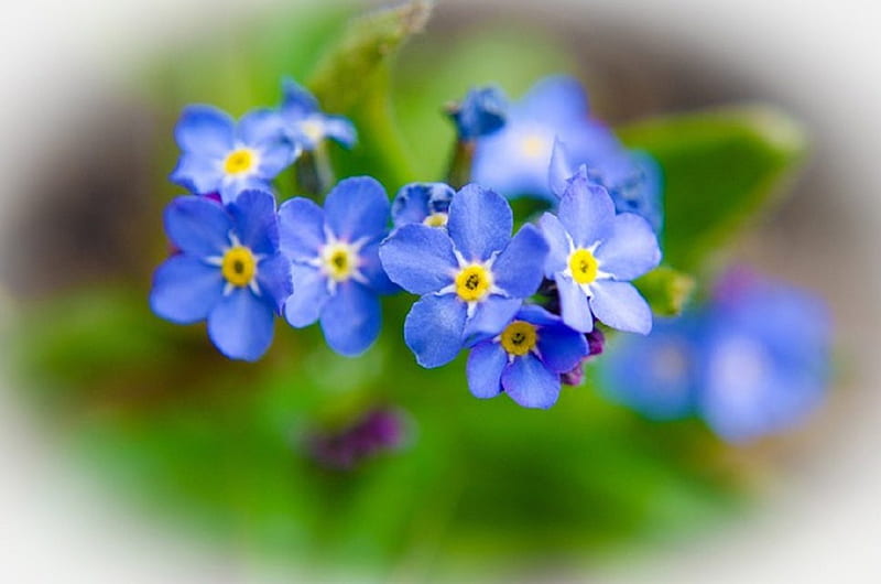 FOR GET ME NOTS, BLUE, NATURE, PRETTY, FLOWERS, HD wallpaper