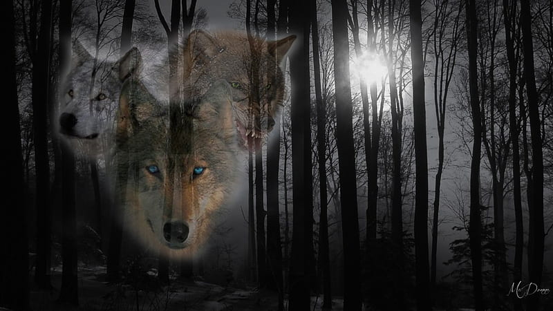 Wolves in Deep Forest, forest, moon, predators, dark, wolf, collage, wolves, night, HD wallpaper