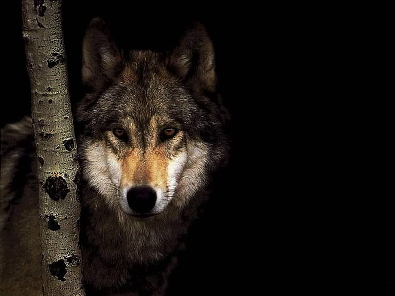 Lobo en el bosque oscuro, árbol, oscuridad, bosque, lobo, noche, Fondo de  pantalla HD | Peakpx