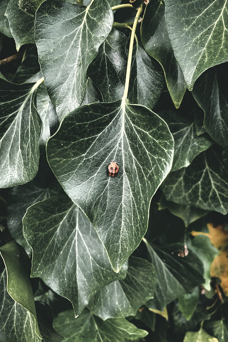 red ladybug on green leaf plant, HD phone wallpaper