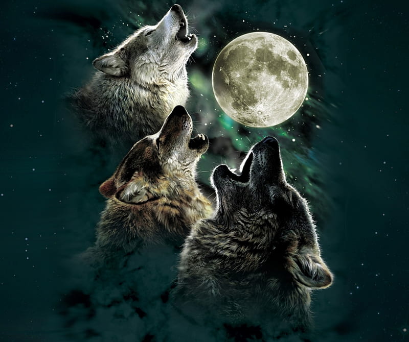 Wolf, dfhg, gsdf, HD wallpaper