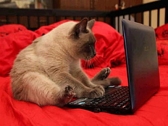 HD-wallpaper-on-nexus-laptop-cat-cats-bed-animals-thumbnail.jpg