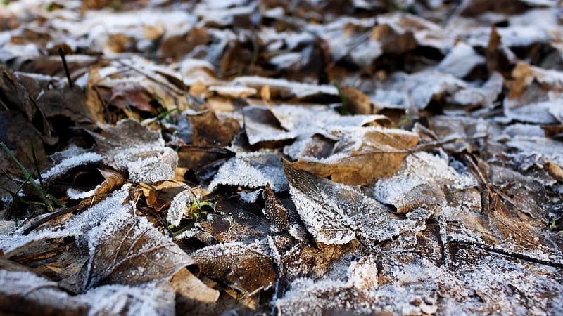 Earth, Leaf, Fall, Macro, HD wallpaper