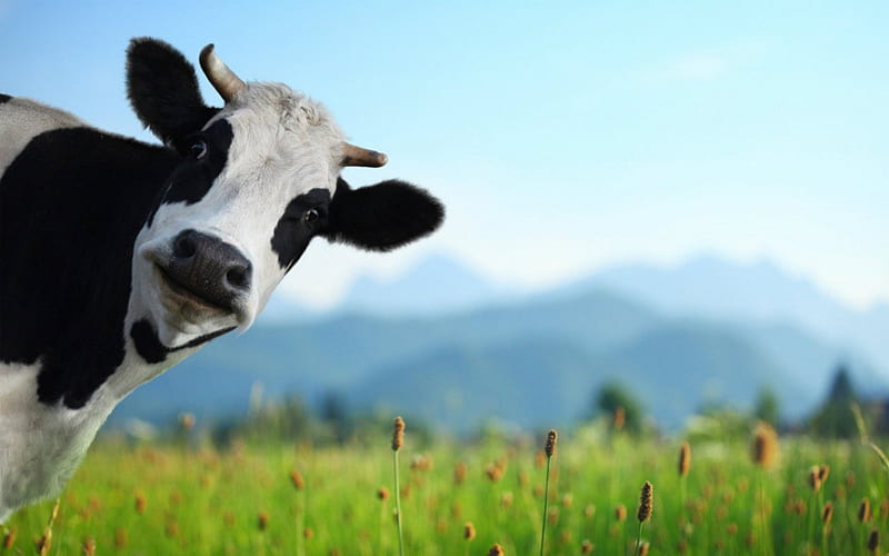 Funny Mooo, cute, funny, cow, animals, HD wallpaper