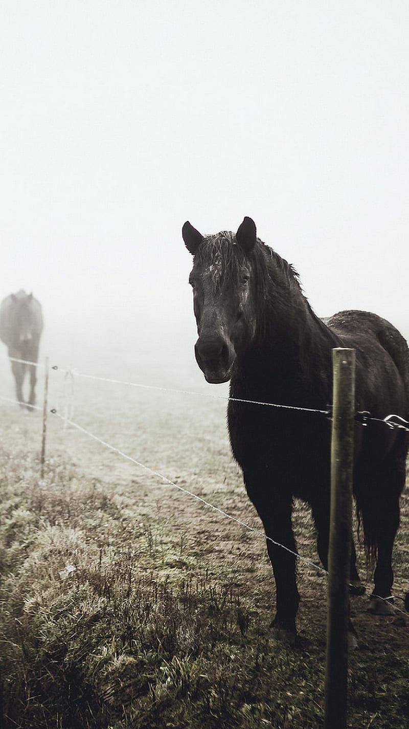 Caballos, hermosos caballos, perfectos caballos, HD phone wallpaper | Peakpx
