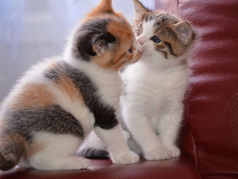 Cats Love, cute, cats, love, HD wallpaper