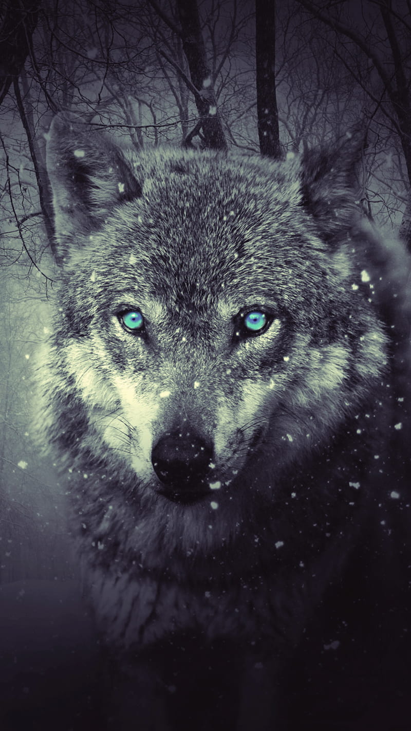 Wolf, dark, wild, HD phone wallpaper