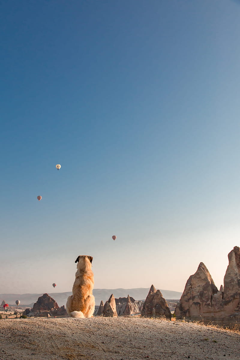 graphy, hot air balloons, dog, animals, portrait display, sky, blue, Cappadocia, vertical, looking into the distance, clear sky, HD phone wallpaper