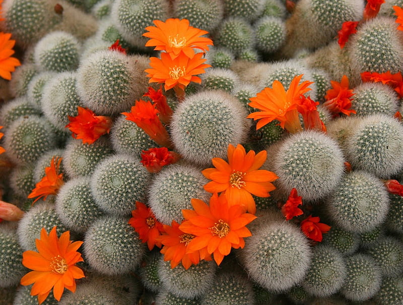 Cactus Flowers, vivid, nice, clear, orange, HD wallpaper