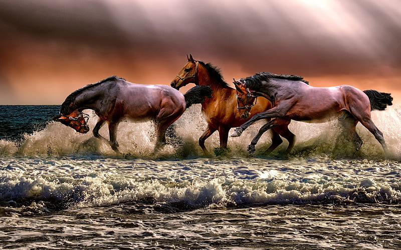 herd of horses, water, coast, splashes, brown horses, sunset, sea, HD wallpaper