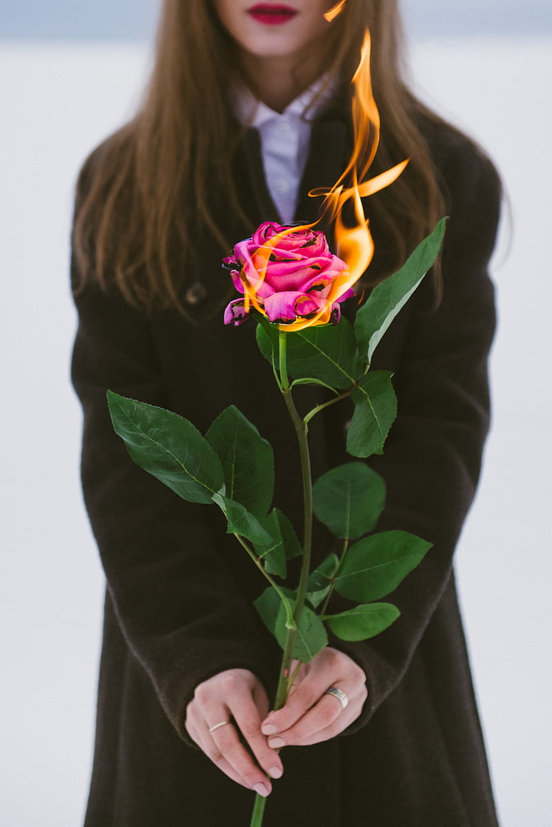 girl, rose, flower, fire, hands, flame, HD phone wallpaper