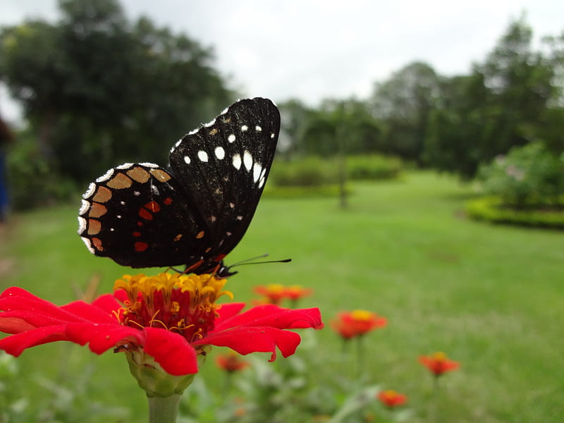 Bella mariposa, flower, mariposa, landscape, jardin, HD wallpaper | Peakpx