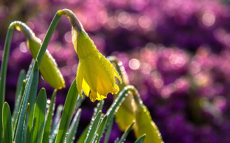 Daffodils, bokeh, purple, green, flower, yellow, spring, pink, HD wallpaper