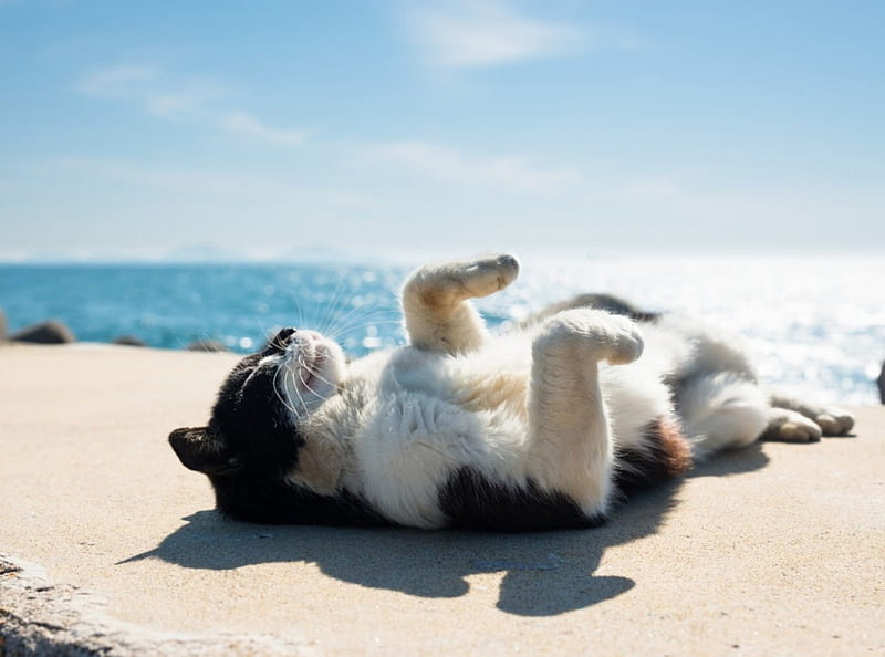 Time for Sunbath, beach, sunbath, cat, kitten, animal, sea, HD wallpaper