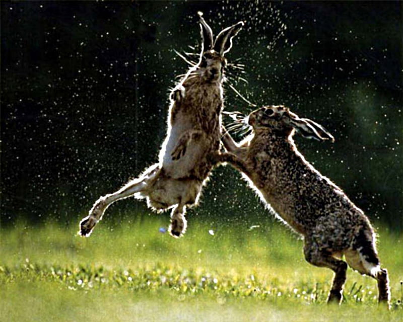 fighting hares, air, jump, field, In, HD wallpaper