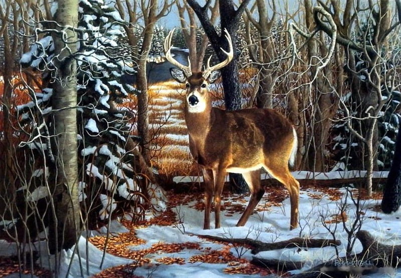 Winter Deer, Animal, Snow, Deer, Winter, HD wallpaper