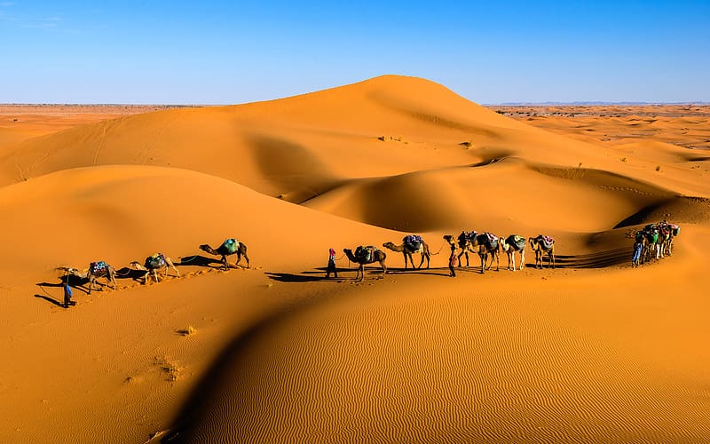 Drought Desert Camel Merchant Saudi Arabia, HD wallpaper