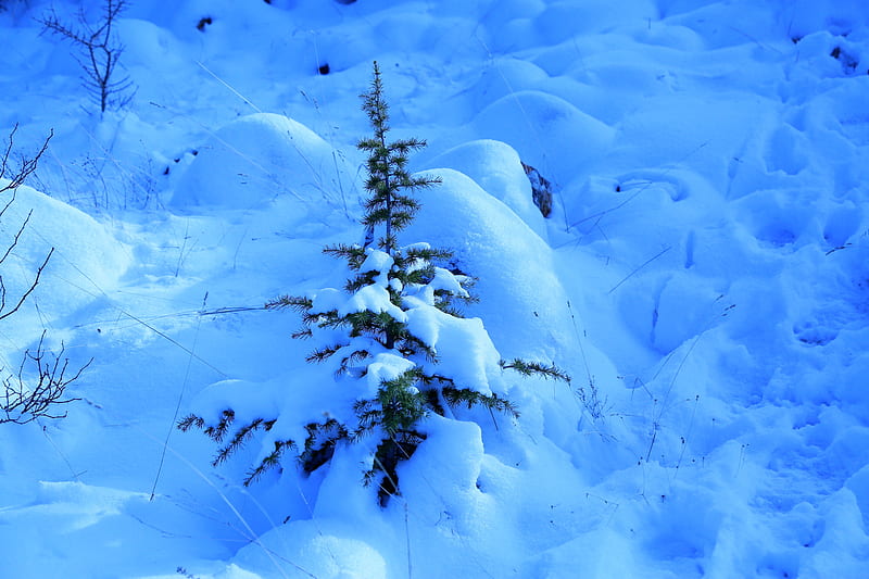 snow, spruce, prickles, drifts, winter, HD wallpaper